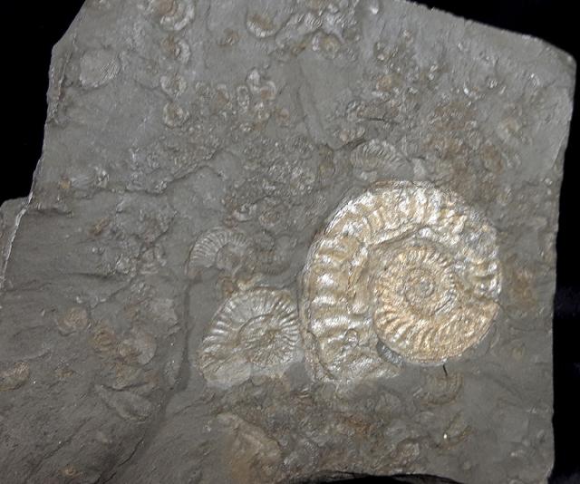 Hildoceras (Hildoceras) bifrons (BRUGUIRE 1789) - Bild © FossNet FossilienStore